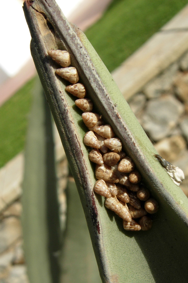 Da Creta: Hygromidae????